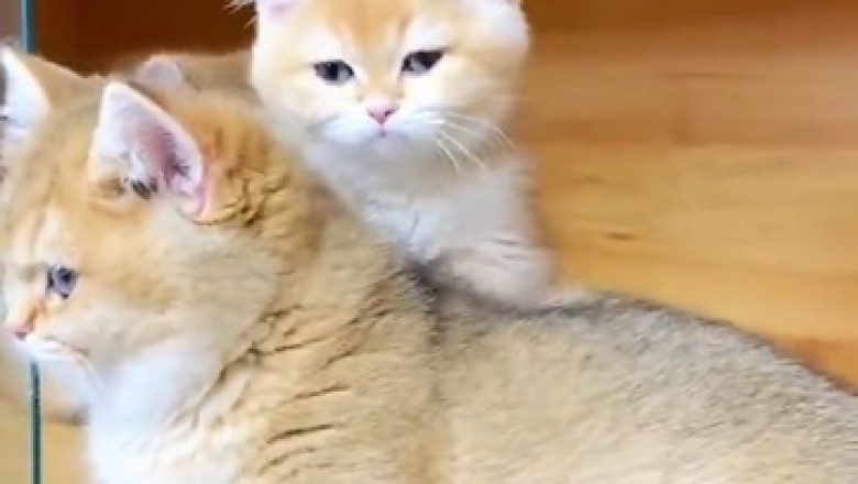 Purr-fect Massage: Cat Gives Another Cat the Ultimate Spa Treatment!
