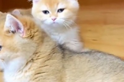 Purr-fect Massage: Cat Gives Another Cat the Ultimate Spa Treatment!