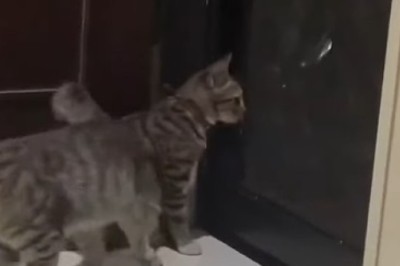 Two Cats, One Closed Door: The Funniest Escape Attempt Ever!