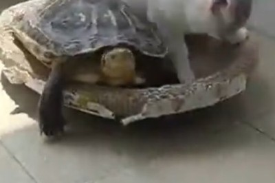 Unlikely Friends: Cat and Turtle's Adorable Friendship!