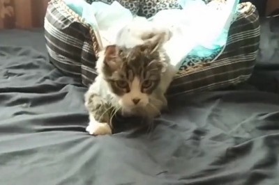 When Cats Think They're Ninjas: Ultimate Funny Cat Fails Compilation!