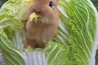 Adorable Bunny Devours Lettuce in the Most Hilarious Way - You Won't Believe Your Eyes!