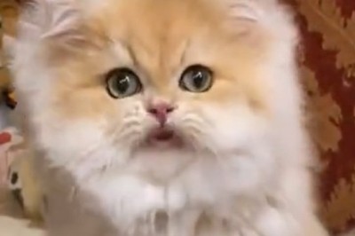 Adorable Kitten Takes Over the Internet with its Hilarious Antics - You Can't Miss This!