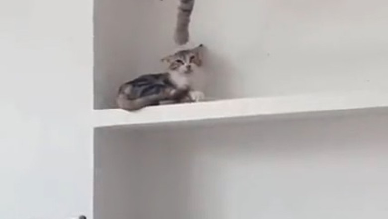 Cat Fail Alert: Hilarious Video of Cat Learning the Hard Way!