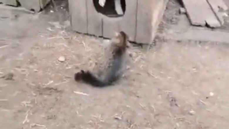 Claws Out! Watch an Epic Showdown as a Fearless Cat Takes on a Puzzled Dog in Their Hilarious House Battle!