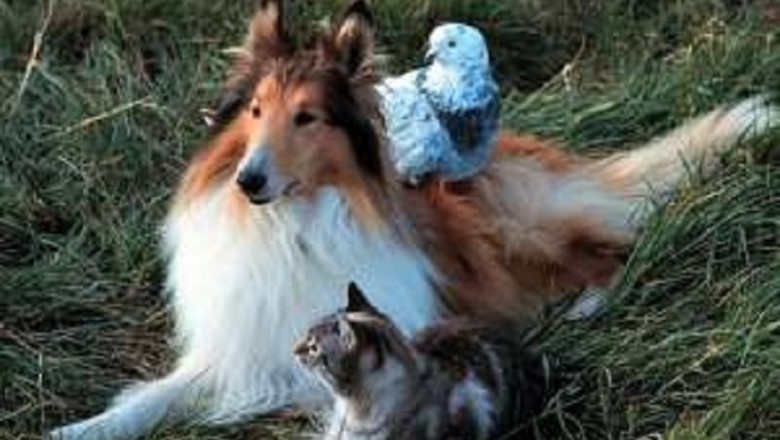 Do Animals Have Feelings? The Emotional World Beyond Instincts Unveiled!