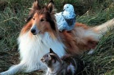 Do Animals Have Feelings? The Emotional World Beyond Instincts Unveiled!