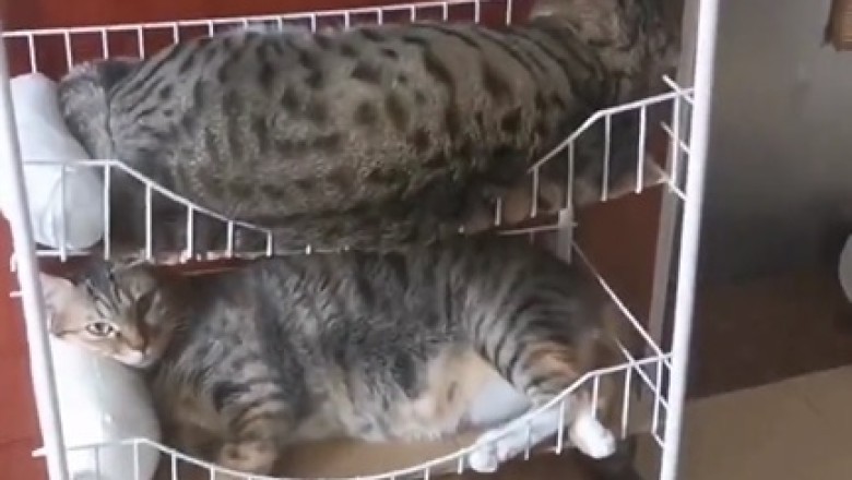 Double Trouble: The Hilarious World of Cats That Look Alike!