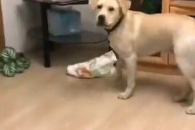 Epic Five-Minute Dog Challenge: Can Our Pups Master the Ultimate Test?