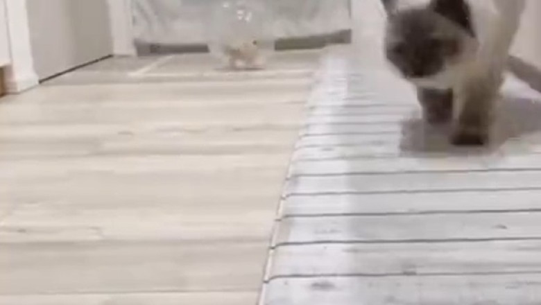 Flipping the Script: Hilarious Video of a Mouse Chasing a Cat Goes Viral!