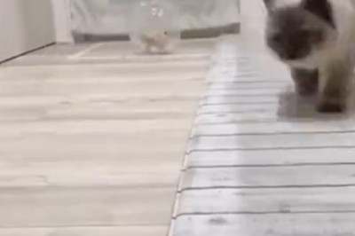 Flipping the Script: Hilarious Video of a Mouse Chasing a Cat Goes Viral!