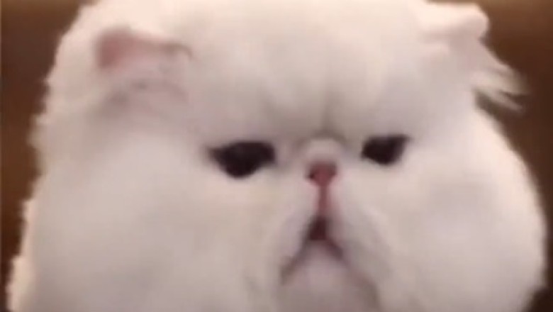 Fluffy Feline Frenzy: Behold the Adorable Antics of a Chubby Cat in this Hilarious Video!