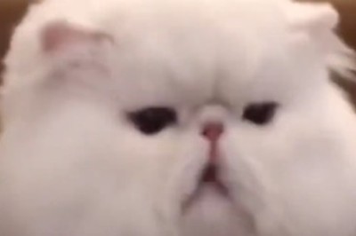 Fluffy Feline Frenzy: Behold the Adorable Antics of a Chubby Cat in this Hilarious Video!