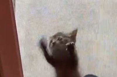 Get Ready to LOL: Beautiful Kittens Take Comedy to a Whole New Level in This Hilarious Video!