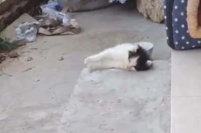 Glamour Meow-tivation: Watch the Unbearably Cute Antics of a Beautiful Kitten in this Side-Splitting Video!