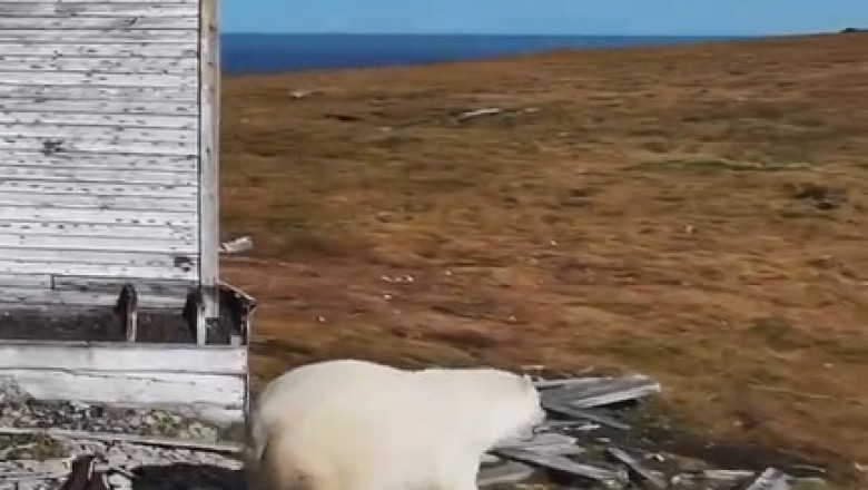 Hilarious Arctic Blast: Watch a Hungry Arctic Bear's Crazy Antics!