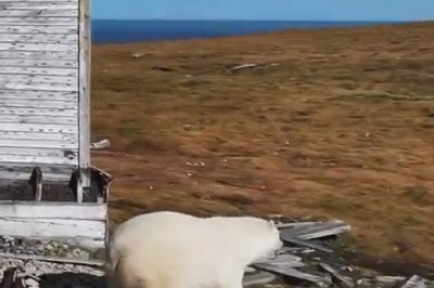 Hilarious Arctic Blast: Watch a Hungry Arctic Bear's Crazy Antics!