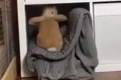 Hilarious Compilation of Pets Being Silly - Prepare to Laugh Your Heart Out!