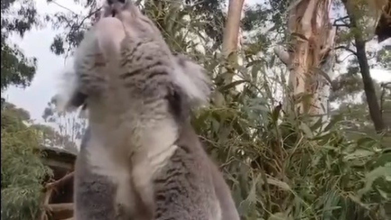 Hilarious Encounter: Watch as a Koala Leaves Everyone in Stitches with Its Unexpected Shouts!