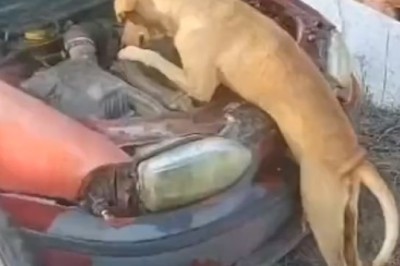 Hilarious Mechanical Dog Goes Rogue - You Won't Believe What Happens Next!