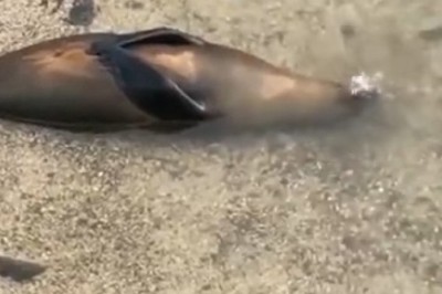 Laugh Out Loud: Hilarious Encounter with a Fish at the Bottom of the Sea!