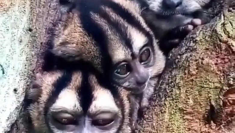 Marmoset Magic! Prepare to LOL at the Adorable Antics of This Funny Monkey!