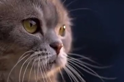 Musically Talented Cat Takes the Internet by Storm - Watch Until the End for a Surprise!