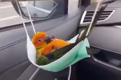 Must-See Moment: Parrot Shows Off Impressive Swing Skills in Adorable and Hilarious Video!