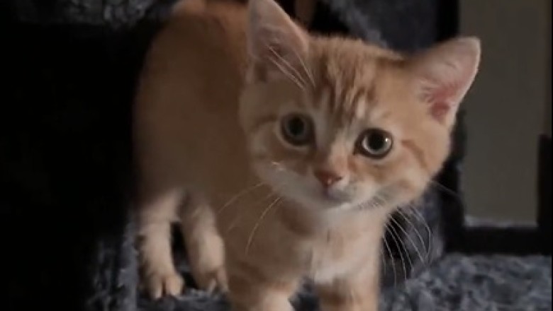 Must Watch: This Beautiful Kitten Will Leave You in Stitches - Cutest Comedy Ever!