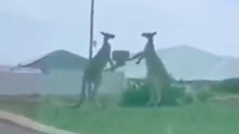 Rumble Down Under: Kangaroo Comedy Chaos Unfolds as Two Bouncing Brawlers Engage in a Hilarious Quarrel!