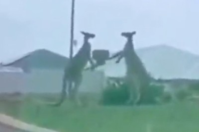 Rumble Down Under: Kangaroo Comedy Chaos Unfolds as Two Bouncing Brawlers Engage in a Hilarious Quarrel!