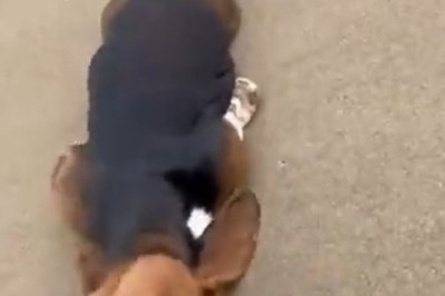 Sand-sational Shenanigans: Watch This Hilarious Video of a Dog on a Sandy Adventure!