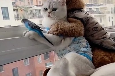 The Ultimate Balcony Buddies: Hilarious Antics of a Cat, Dog, and Parrot Will Leave You in Stitches!
