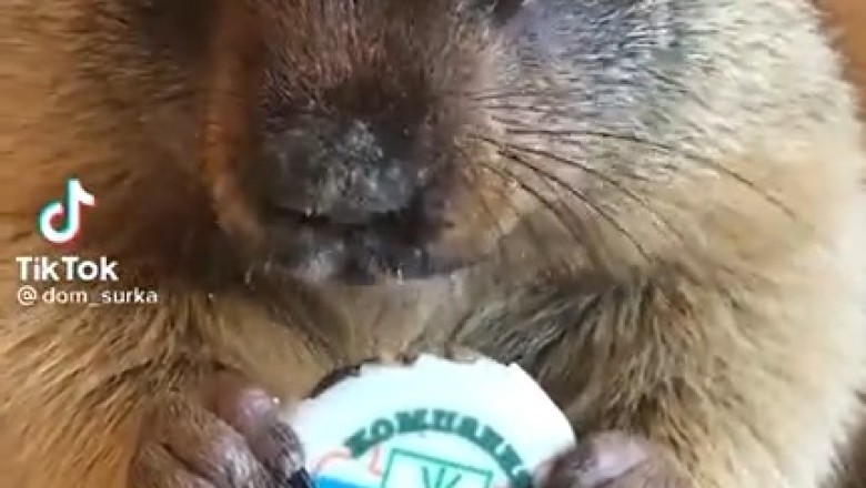 Tiny But Mighty: Watch a Hilarious Mouse Devouring Everything in Sight in This Must-See Video!