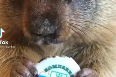 Tiny But Mighty: Watch a Hilarious Mouse Devouring Everything in Sight in This Must-See Video!