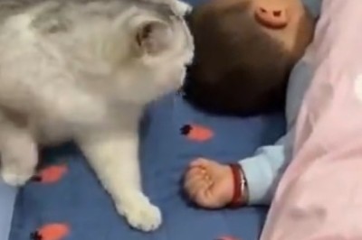 Ultimate Cuteness Overload: Hilarious Moments of a Cat and Baby Boy Take the Internet by Storm!