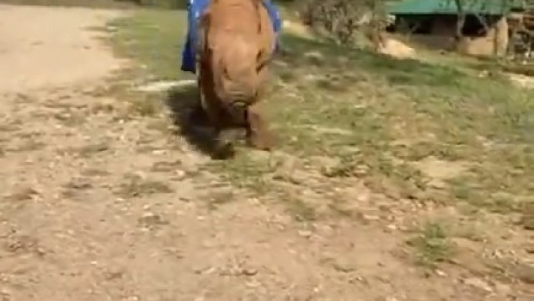 Unbelievable Footage: Watch as a Playful Rhino Goes for a Joyful Jog in Hilarious Video!