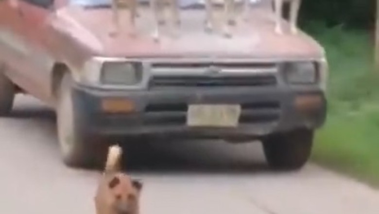 Watch These Heroic Hounds Chase Away Car Invaders - You Won't Believe Their Bravery!