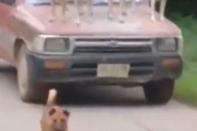 Watch These Heroic Hounds Chase Away Car Invaders - You Won't Believe Their Bravery!