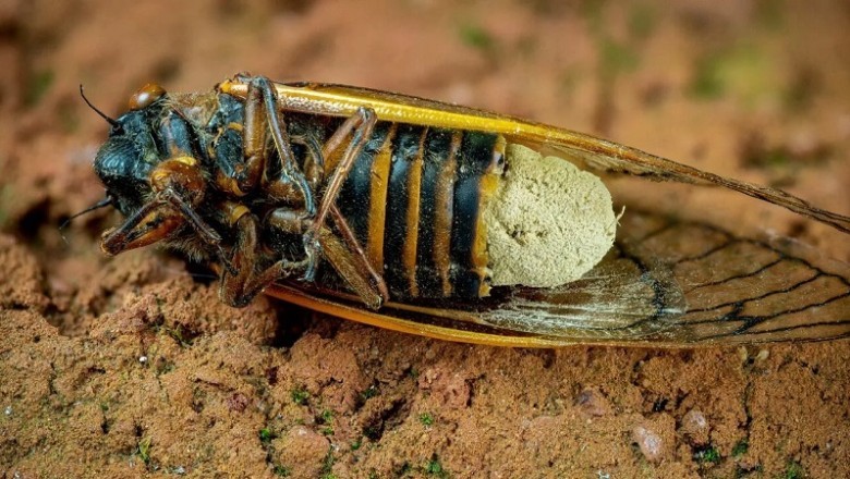 Zombie Cicadas: The Bizarre Fungal Invasion Sweeping the East and South USA!