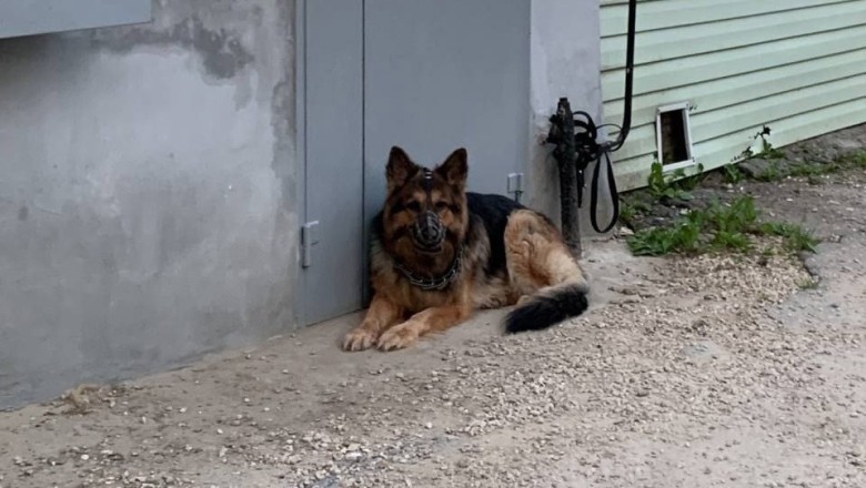 The Shocking Discovery in the Storm Drain That Left Everyone Speechless