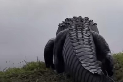Unearthly Discovery: Giant Alligator Reveals Mind-Blowing Secret in Its Belly!