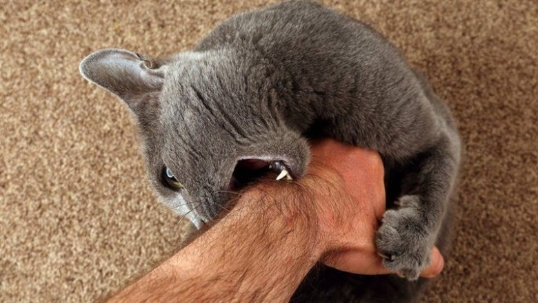 Unveiling the Mysterious World of Cats: Why Do Our Feline Friends Behave Strangely?