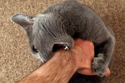 Unveiling the Mysterious World of Cats: Why Do Our Feline Friends Behave Strangely?