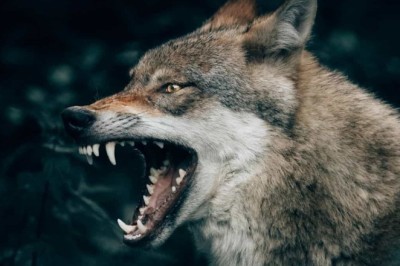 5 Essential Tips to Safely Navigate a Vicious Dog Attack: A Comprehensive Guide