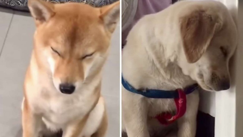Adorable Compilation of Sleepy Dogs Falling Asleep Delights Internet Users
