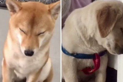 Adorable Compilation of Sleepy Dogs Falling Asleep Delights Internet Users