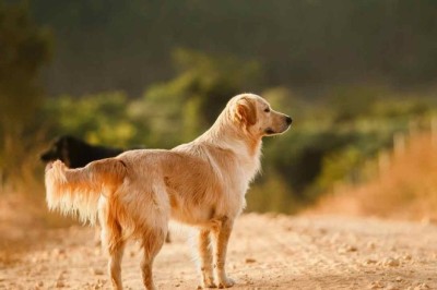 Brave Dog Runs 6 km to Save Owner's Life After Tragic Car Accident: An Unforgettable Tale of Courage and Devotion
