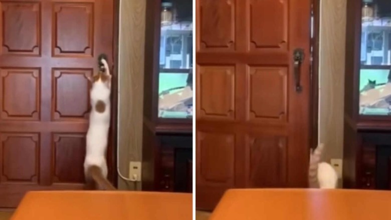 Cats Specializing in Burglaries: A Hilarious Compilation