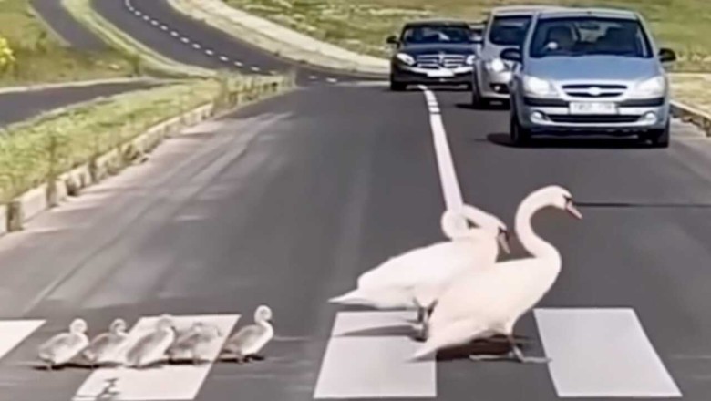 Heartwarming Video of Protective Geese and Their Goslings Crossing Highway Captivates Millions